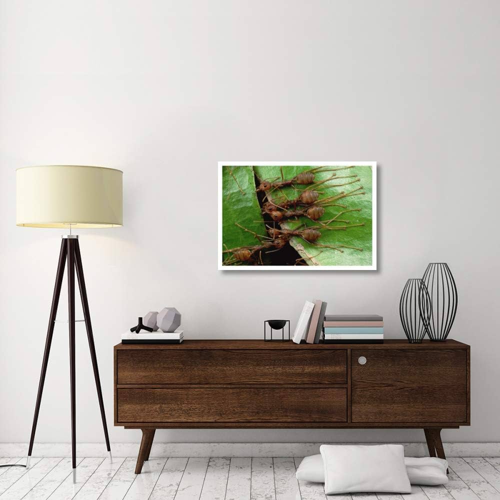 Amazon.com: Global Gallery Weaver Ants Group Hold Adjacent